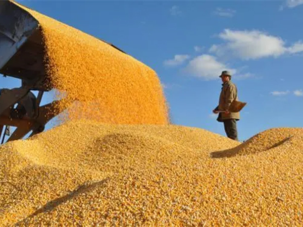 主粮市场表现不一，玉米价格基本探底！